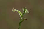 Small green wood orchid